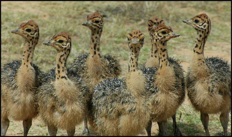 Baby ostriches