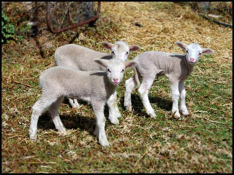 Lambs